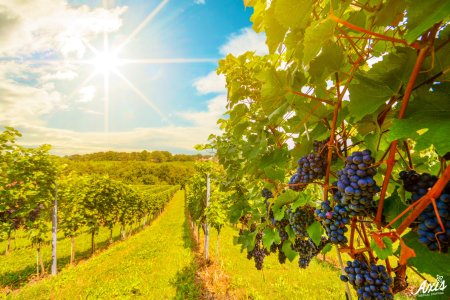 APIA a platit viticultorilor peste 167 milioane lei