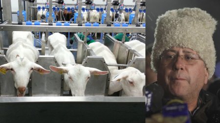 Fermierul Danut Andrus din Botosani isi scoate la vanzare productia de lapte si animalele din cauza concurentei neloiale