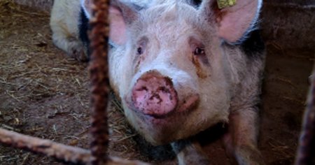 Pericolul pestei porcine africane se reaprinde. Focar nou intr-o gospodarie din Olt. Interdictii si la vecinii bulgari