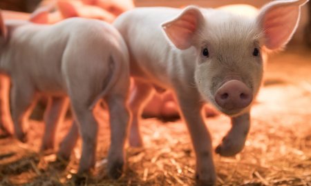 O posibila actiune a Chinei impotriva carnii de porc din UE ar putea fi o sabie cu doua taisuri pentru Brazilia