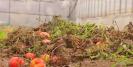 Fermierii arunca tone de rosii la gunoi din cauza pretului ridicol, de 1 leu/kg, oferit de angrosisti