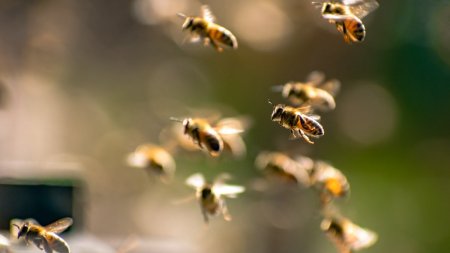 Ce fac albinele ca sa isi salveze puii de caldura extrema. Apicultor roman: 