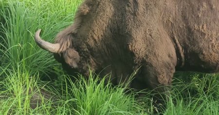 Cel mai mare animal terestru din Europa, <span style='background:#EDF514'>FILMAT IN TIMP</span> ce mananca in liniste in Parcul Natural Vanatori Neamt VIDEO