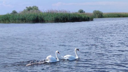 Spectacolul Lacul Lebedelor ajunge in Delta Dunarii