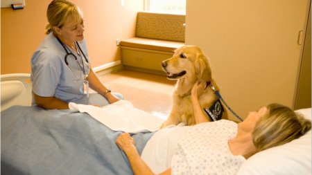 Sedinte de terapie cu caini, in spitalele din Ilfov. Multe dintre animale sunt salvate de pe strazi