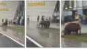 Reactia unui barbat cand a vazut mai multi porci in timp ce pasteau linistiti in fata Aeroportului Timisoara. VIDEO