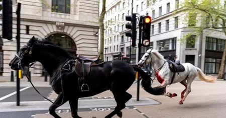 Caii militari strabat din nou strazile Londrei: animalele au fugit in timpul antrenamentelor