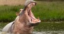 Descoperire uluitoare facuta de oamenii de stiinta britanici: Hipopotamii zboara. 