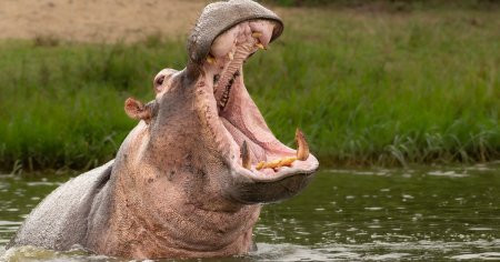 Descoperire uluitoare facuta de oamenii de stiinta britanici: Hipopotamii zboara. Este naucitor!