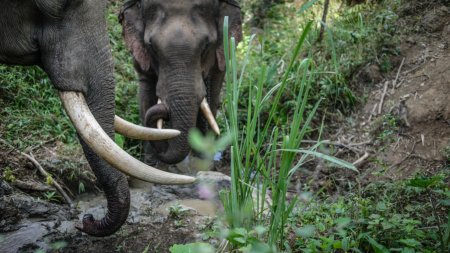 S-a prabusit interdictia vanatorii de elefanti. Cum au ajuns 5 elefanti super colti victimele braconierilor