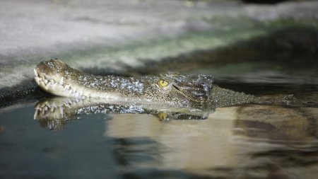 Un fermier australian a supravietuit atacului unui crocodil muscand animalul de pleoapa: 