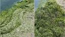 Munti de alge au fost stransi de la malul marii. Care sunt cele mai afectate statiuni