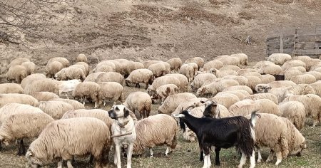 Fermierii romani vor avea accesul facilitat la fondurile FEADR pentru animale de reproductie