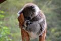 Administratorii unei rezervatii pentru koala au interzis imbratisarea animalelor de catre turisti