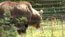 Amenzi dure pentru turistii care hranesc ursii pe Transfagarasan. 30 de animale s-au invatat sa cerseasca pe drum