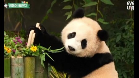 Doi ursi panda gemeni din Coreea de Sud au facut spectacol la <span style='background:#EDF514'>ANIVERSAREA</span> de un an