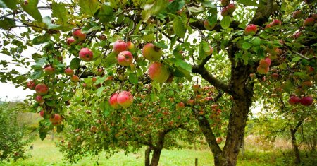 Cum se uda pomii fructiferi in zilele toride de vara. Greseala pe care multi o fac fara sa stie