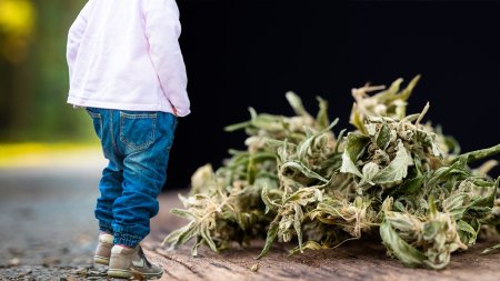 Alerta in Bulgaria: Sase copii se afla in stare grava la spital dupa ce au mancat <span style='background:#EDF514'>BISCUITI</span> cu cannabis