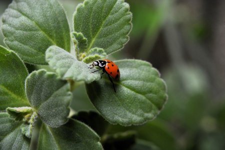 Curiozitati despre buburuze - de ce sunt niste insecte <span style='background:#EDF514'>UTILE</span>