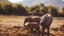 Un turist a murit calcat in picioare de un elefant, in Africa de Sud: 