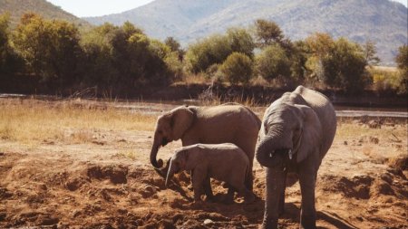 Un turist a murit calcat in picioare de un elefant, in Africa de Sud: A coborat din masina ca sa faca poze