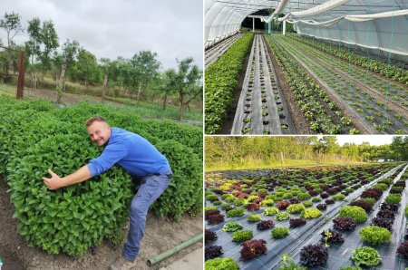 Povestea de succes a lui Alex cu menta, un tanar intors din strainatate sa cultive plante aromatice: In patru luni se fac bani cat pentru tot anul