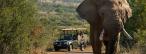 Un turist spaniol a murit calcat in picioare de elefanti, intr-o rezervatie din Africa de Sud, dupa ce a coborat pentru 