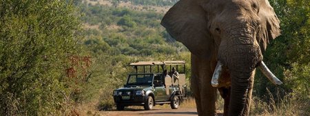 Un turist spaniol a murit calcat in picioare de elefanti, intr-o rezervatie din Africa de Sud, dupa ce a coborat pentru poza perfecta