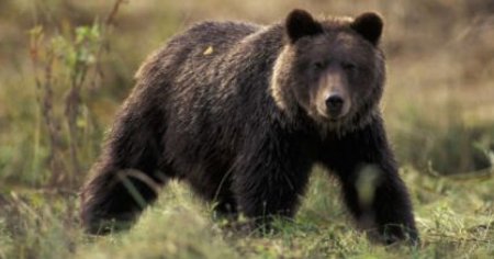 Tanara cautata cu elicopterul, dupa ce a fost trasa intr-o rapa de un urs