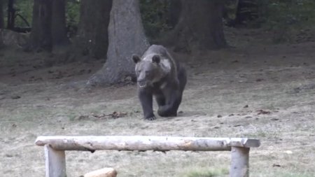 Tanara de 19 ani, atacata de urs in Busteni, a fost gasita moarta. Salva<span style='background:#EDF514'>MONTI</span>sti nu ii pot recupera trupul pentru ca ursul este la cativa metri distanta