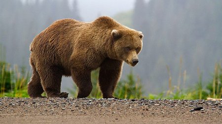 Incident grav la Busteni: Tanara atacata de urs pe traseul jepii mici