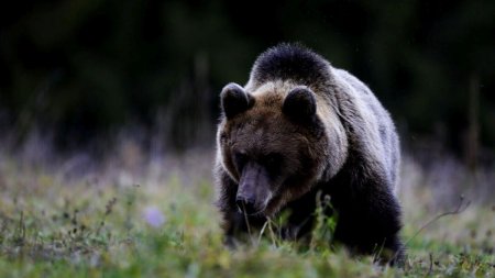 Ursul care a atacat si ucis o tanara de 19 ani pe traseul Jepii Mici a fost impuscat