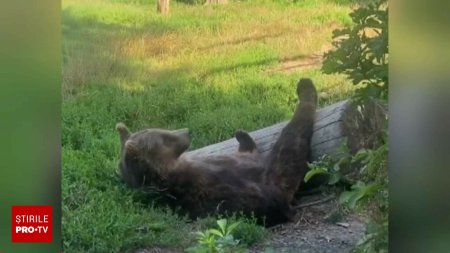 Canicula a pus la grea incercare animalele de la Gradina Zoologica din Radauti. Cum a fost surprinsa o ursoaica