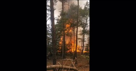 Incendiu la o padure valoroasa de pin din Parcul Natural Portile de Fier. Doua aeronave Spartan au fost trimise in sprijinul pompierilor VIDEO