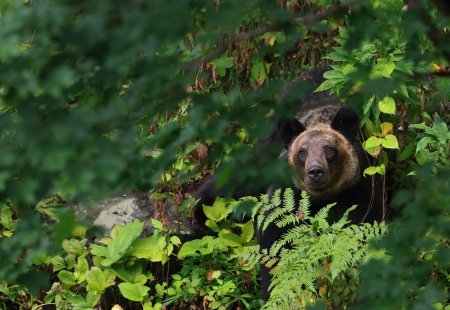 Ministrul Mediului vrea ca ursii care se apropie de asezarile umane sa fie impuscati dupa ce o tanara a fost atacata in Bucegi