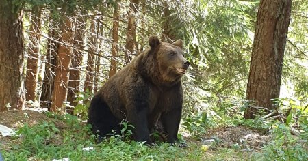 Decizie controversata in cazul tinerei omorate de urs: S-a intocmit dosar penal pentru omorarea animalului ucigas
