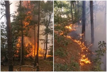 Pompierii lupta de doua zile sa stinga focul izbucnit in Parcul Natural Portile de Fier”. Au ars 100 de hectare de padure de pin