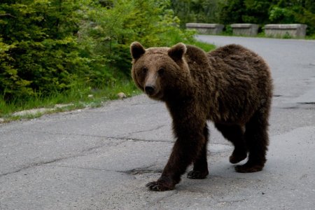 Un urs a fost vazut intr-o comuna de langa Ploiesti: Nu incercati sa va fotografiati cu el sau sa il hraniti!