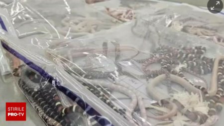Un barbat a fost prins cu peste 100 de serpi vii in buzunare in timpul unui control. Individul a fost arestat