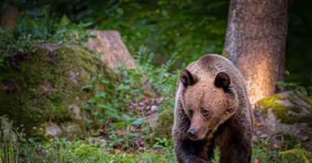 Alerta de urs intr-o comuna din Prahova. Localnicii sunt sfatuiti sa nu-l hraneasca: Deja mi-e frica sa las copiii in propria curte
