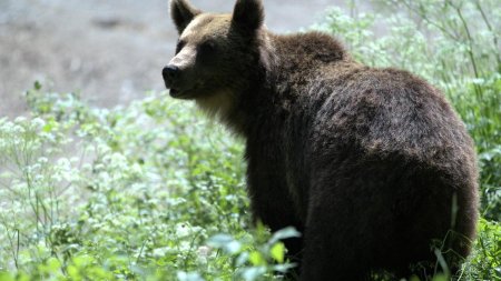 Dosar penal pentru vanatorul care a impuscat ursul care a omorat o fata de 19 ani pe Jepii Mici!