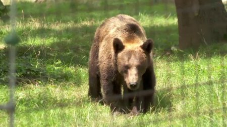 Cate persoane au fost ucise in Romania de urs, in ultimii 20 de ani. Sunt sute de raniti