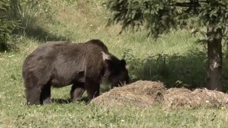 Nu incercati sa va fotografiati cu acesta sau sa il hraniti!: Un urs a fost vazut pe doua strazi, intr-o localitate de langa Ploiesti
