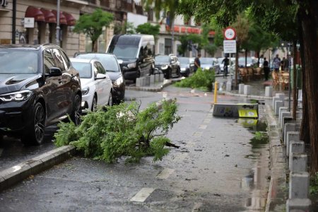 Ploaie torentiala in Bucuresti, copaci cazuti pe trotuare. Meteorologii au emis Cod galben de furtuna