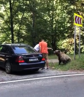 Doi barbati, <span style='background:#EDF514'>ATACATI</span> de urs pe Transfagarasan, dupa ce l-au hranit si se fotografiau cu el.  Animalul s-a speriat de claxoane si a fugit.  VIDEO