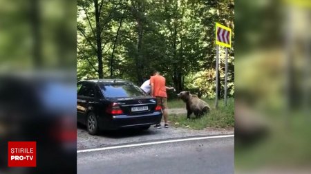VIDEO. Momentul in care doi barbati sunt atacati de urs pe Transfagarasan, dupa ce l-au hranit si s-au <span style='background:#EDF514'>FOTOGRAFIA</span>t cu el