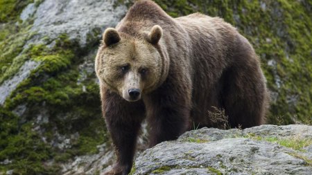 Tanczos Barna cere Parlamentului sa aiba curaj sa adopte urgent legea vanatorului. 