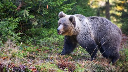 Marturia unui turist care a scapat cu viata dupa atacul unui urs pe Jepii Mari: Jandarmeria Montana a fost deranjata ca am sunat la 112