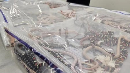Un barbat a fost prins la vama cu peste 100 de serpi vii in <span style='background:#EDF514'>PANTALONI</span>, in China