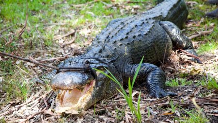 Autoritatile australiene au organizat o ampla vanatoare dupa ce un crocodil a <span style='background:#EDF514'>OMORAT</span> un copil